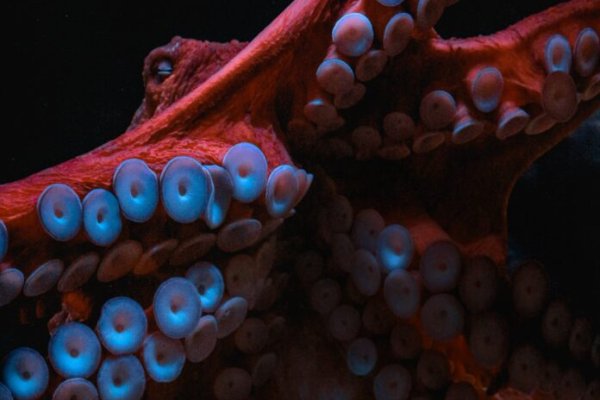 Kraken зеркало даркнет